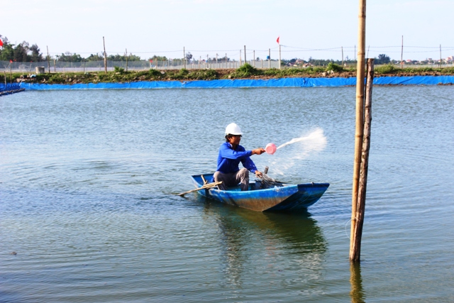 MÔ HÌNH NUÔI TÔM TRONG AO ĐẤT LÓT BẠT
