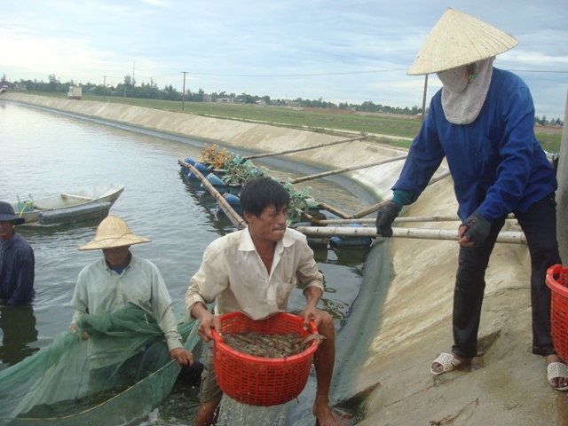 MÔ HÌNH TÔM NUÔI TRÊN CÁT QUY MÔ LỚN, CÔNG NGHỆ CAO