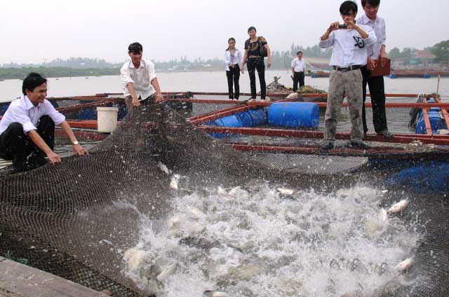MÔ HÌNH NUÔI CÁ LỒNG BÈ - Hợp tác xã Hải Tiến xã Thạch Sơn