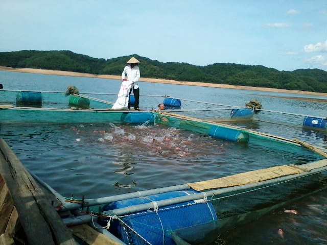 MÔ HÌNH NUÔI CÁ LỒNG BÈ TRÊN SÔNG-ĐẶNG VIẾT XUÂN