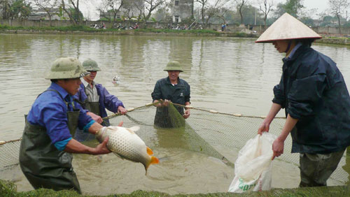 MÔ HÌNH NUÔI CÁ NƯỚC NGỌT QUY MÔ TRANG TRẠI
