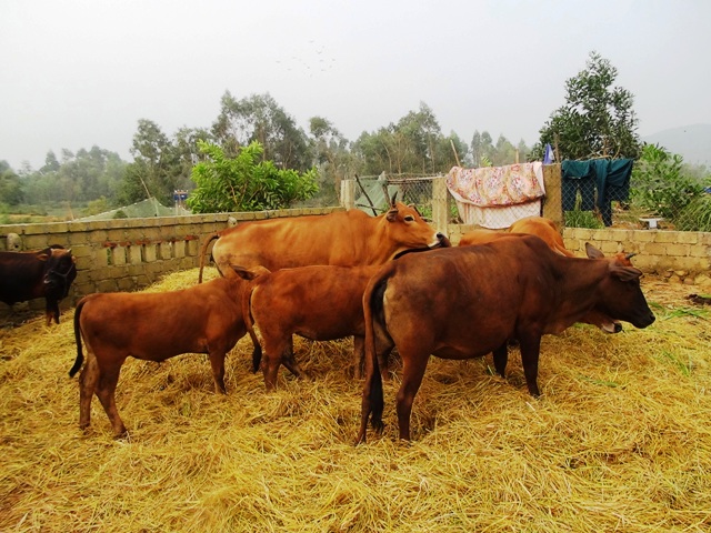 MÔ HÌNH   NUÔI BÒ THỊT THEO HƯỚNG TẬP TRUNG, THÂM CANH