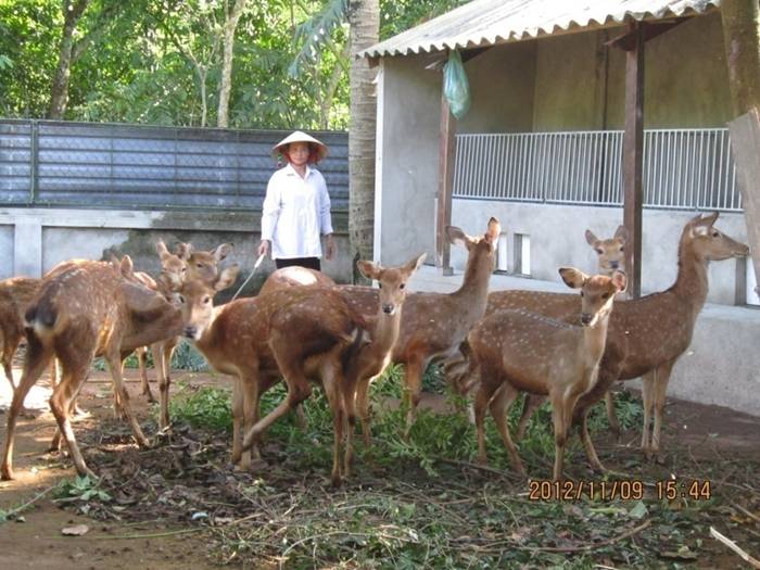 MÔ HÌNH  CHĂN NUÔI HƯƠU SAO - NGUYỄN LÝ