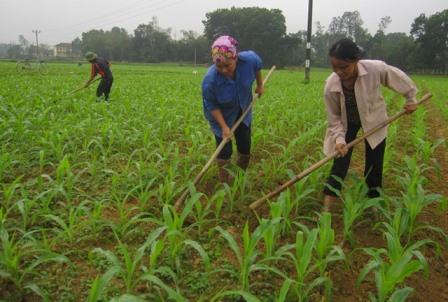 Bà con nhân dân xã Đức Hương (Vũ Quang) làm cỏ cho lạc và ngô vụ xuân