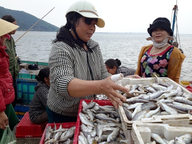 Ngư dân Thạch Kim trúng đậm cá đù