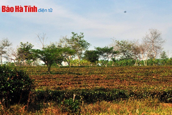 Bơm tưới đêm ngày, nhiều diện tích chè vẫn khô cháy!