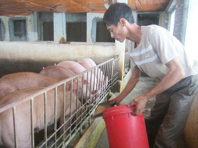 Chuyện lạ: "Tẩm bổ" cho lợn sạch bằng… thuốc Bắc