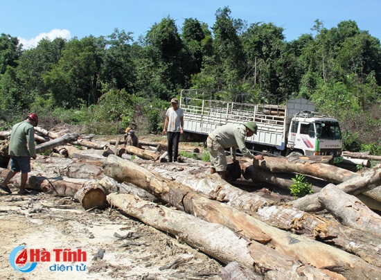 Kiên quyết yêu cầu địa phương, chủ dự án trồng rừng thay thế