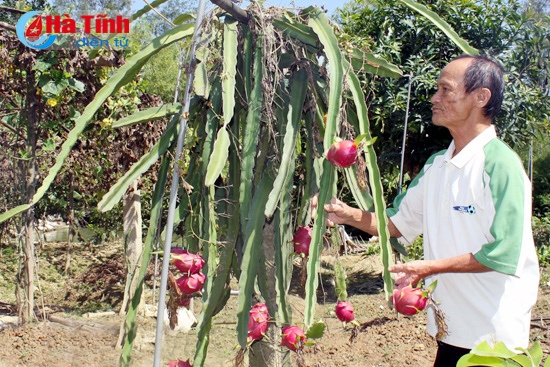 Vườn mẫu của gia đình ông Nguyễn Văn Trung, thôn Tân An, xã Cẩm Bình (Cẩm Xuyên).