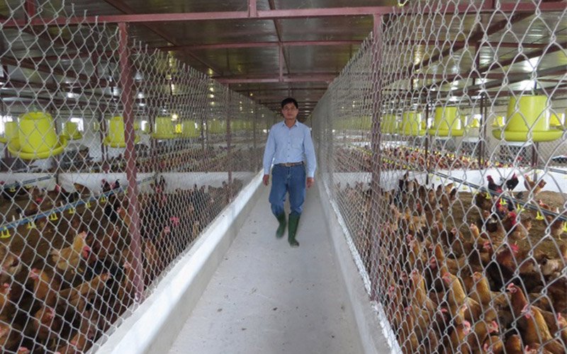Hiệu “gà” và bí quyết “làm giàu không khó”