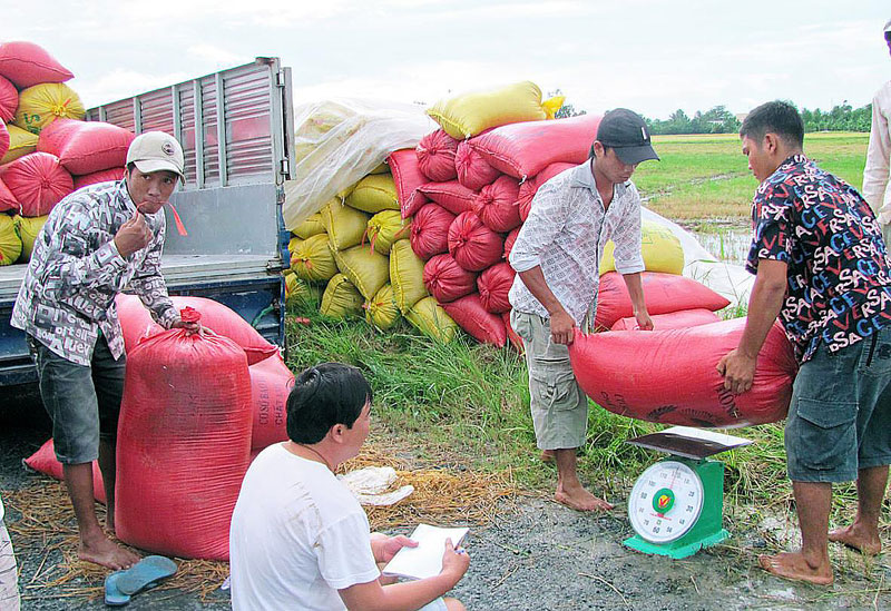 Hợp đồng tiêu thụ nông sản - sự cần thiết của nhà nông