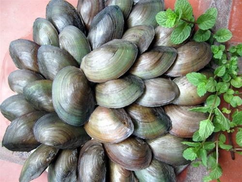Cách đơn giản loại bỏ độc tố trong trai, hến