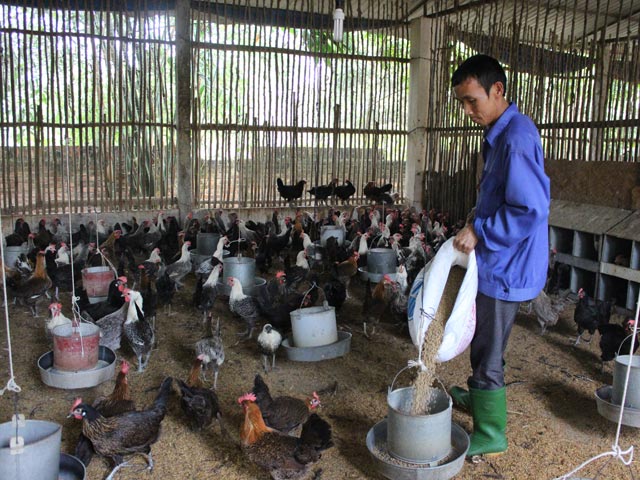 Huyện Tam Dương xây dựng Nông thôn mới: Lợi thế từ 200 trang trại chăn nuôi