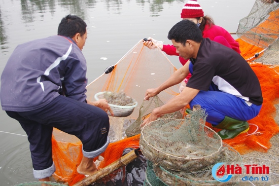 Nuôi tôm thâm canh, công nghệ cao - Hướng đi chiến lược