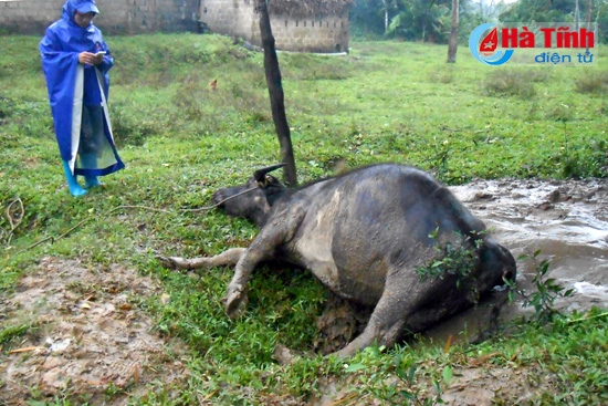 Trâu bò đổ gục, ngừng gieo cấy lúa xuân