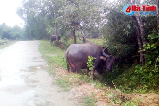 Trâu bò đổ gục, ngừng gieo cấy lúa xuân