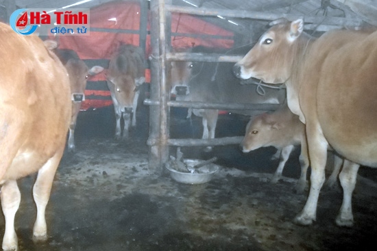 Trâu bò đổ gục, ngừng gieo cấy lúa xuân