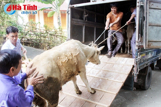 Mitraco Hà Tĩnh thu mua bê nuôi liên kết cho nông dân