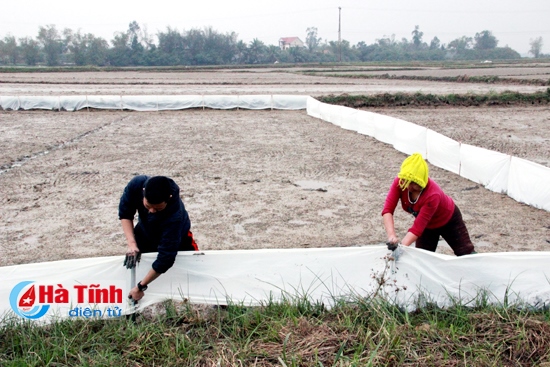 Đồng ruộng rộn ràng ngày áp tết