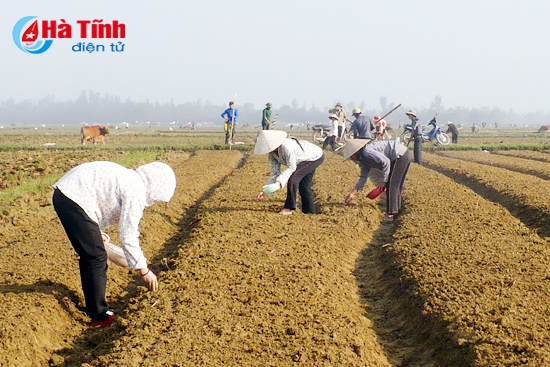 Nhộn nhịp xuống giống lạc xuân