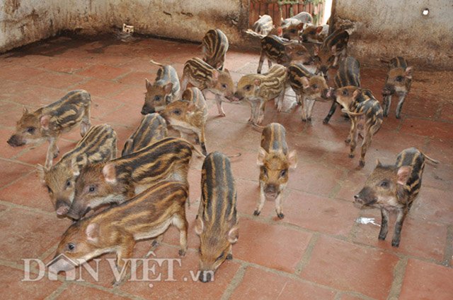 Bí quyết nuôi lợn rừng lớn nhanh như thổi, thịt săn chắc