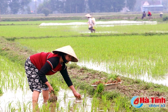 Đức Thọ chủ động khắc phục sản xuất vụ xuân