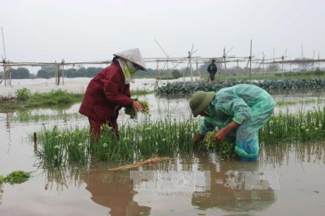 Chủ động ứng phó đợt rét đậm, rét hại sắp tới