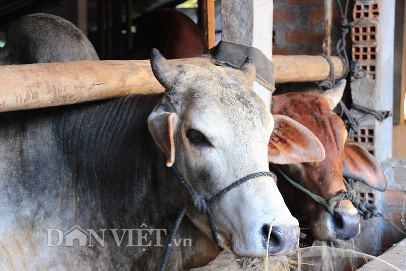 Không tốn công chăn dắt, bò "lớn nhanh như thổi” nhờ... hèm rượu