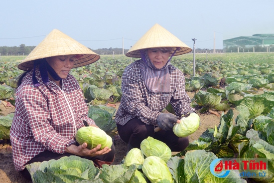 Rau, củ, quả vào mùa thu hoạch
