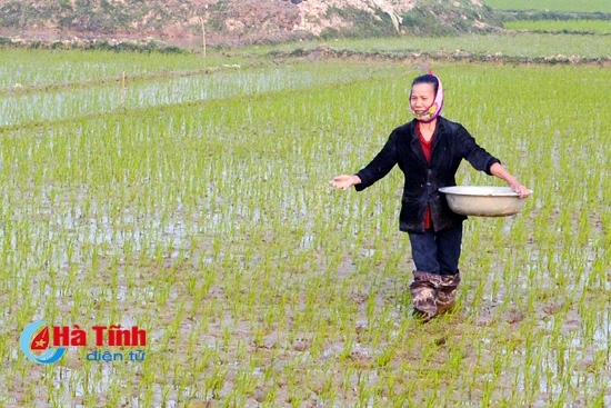 Nông dân tập trung xuống đồng chăm sóc lúa xuân