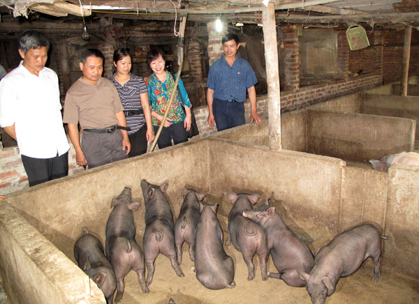 20 năm thành lập Quỹ Hỗ trợ nông dân: Sức lan tỏa của đồng vốn Hội