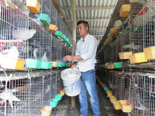 Kiếm trăm triệu mỗi năm từ nuôi bồ câu Pháp, gà đồi
