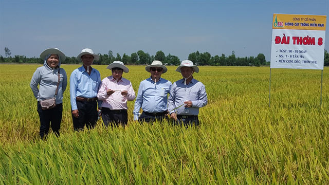 Lúa chất lượng Đài thơm 8: Cơm trắng, bóng, dẻo, thơm, ngon