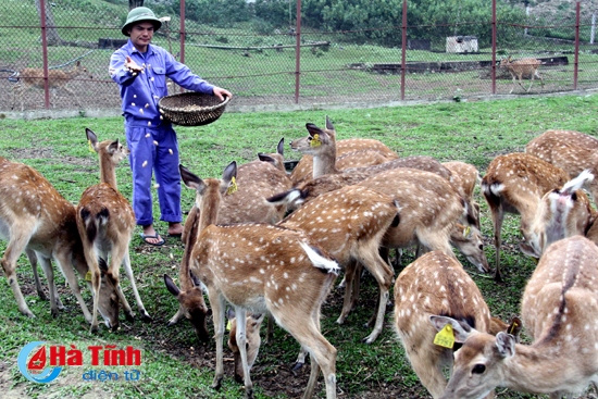 Bảo tồn, duy trì và nâng cao chất lượng giống hươu