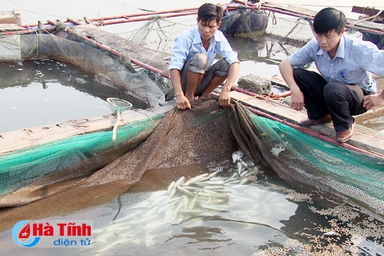 Dân điêu đứng vì cá chết hàng loạt không rõ nguyên nhân