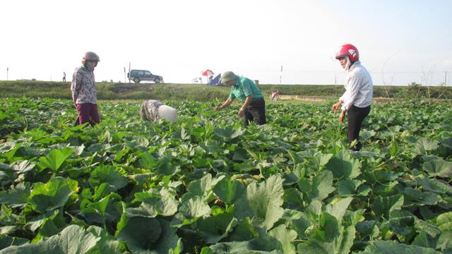 Phòng chống dịch hại trên cây rau, chè