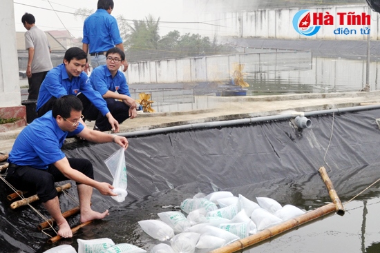 Thả 26 vạn tôm giống thẻ chân trắng trên diện tích 3.000m2
