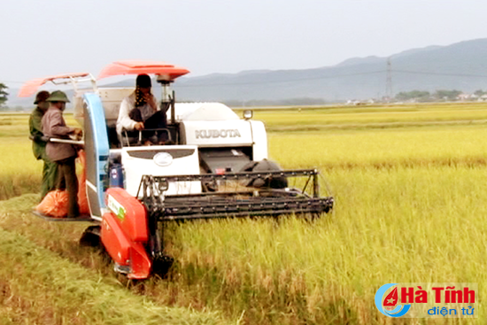 Đức Thọ thành công vụ xuân nhờ cánh đồng mẫu chuyên canh