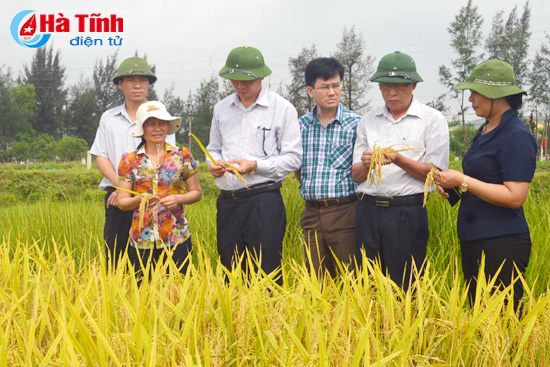 Chú trọng lọc dòng để có nguồn giống tốt phục vụ sản xuất