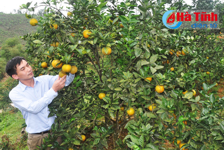 Đưa đặc sản cam Vũ Quang vươn xa