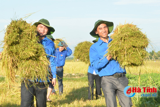 Huy động 600 lượt ĐVTN gặt lúa giúp dân