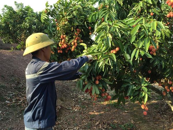 Hơn 3 triệu lao động được vay vốn giải quyết việc làm