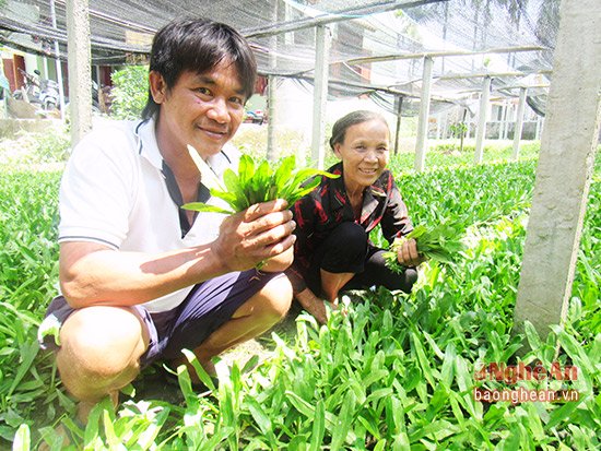 Độc đáo mô hình trồng rau mùi tàu trong nhà lưới