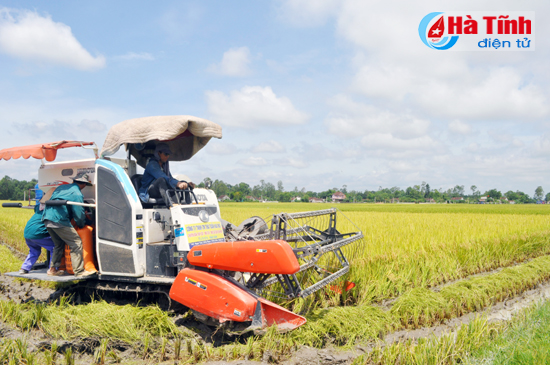 Nông dân Thường Nga “trúng đậm” lúa vụ xuân