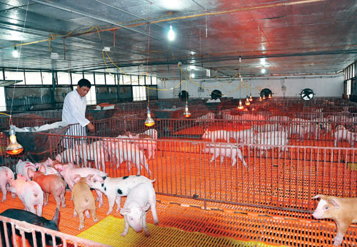 Mục sở thị "chung cư lợn" hiện đại giữa Thủ đô