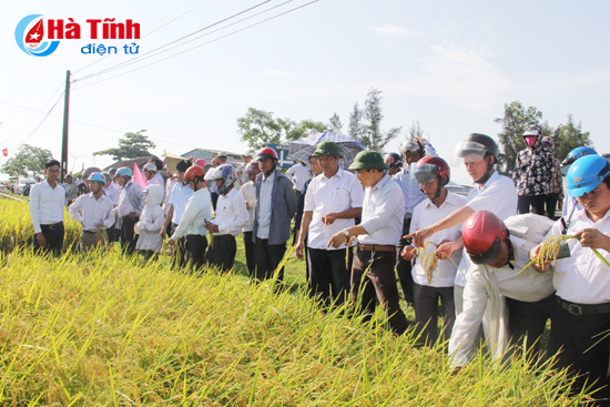 Thạch Hà khảo nghiệm giống lúa, ngô năng suất, chất lượng cao