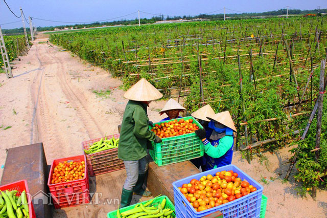 Rau quả sạch, hoa tươi vẫn mơn mởn trên vùng cát trắng 50 độ C