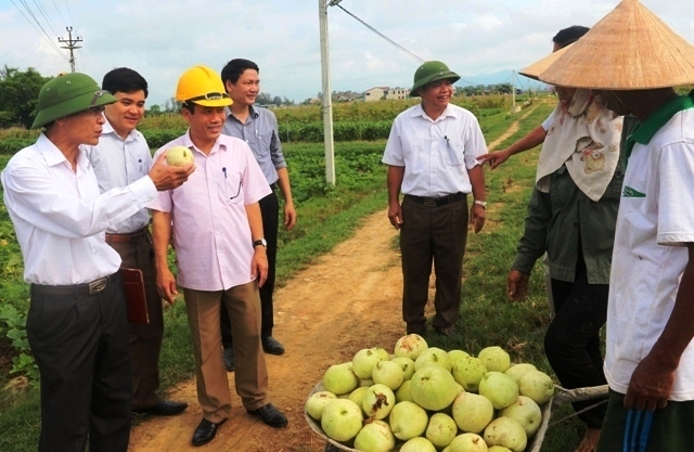 Nông dân Thạch Hà được mùa, được giá dưa Lê