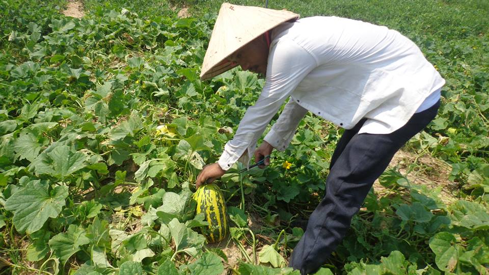 Nông dân Nghệ Tĩnh được mùa, được giá dưa
