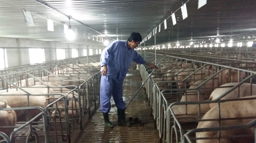 Hà Tĩnh phát triển chuỗi liên kết trong nông nghiệp